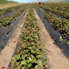 Swanton Berry Farms