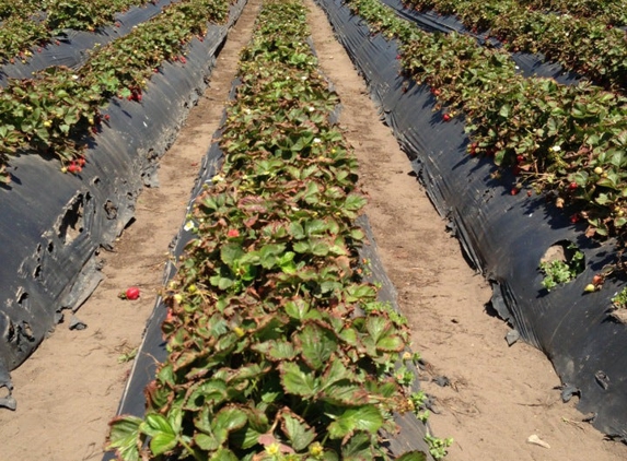 Swanton Berry Farms - Davenport, CA