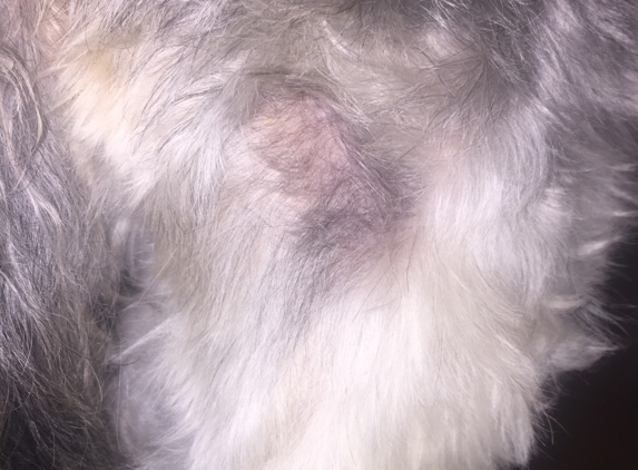 Pawsatively Perfect Pet Grooming - Belleview, FL. See this is the scar!