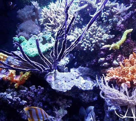 Live Water Aquariums - San Diego, CA