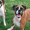 Furball Fitness Pet Daycare Resort & Spa - Pet Services