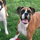 Furball Fitness Pet Daycare Resort & Spa
