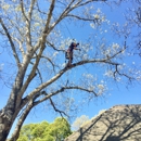 TopKnotch Tree Service - Tree Service