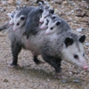 Possum Trot Quickmart gallery