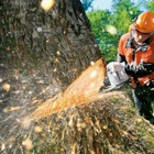 A Cut Above Tree Service