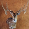 Joe Avalos Taxidermy gallery