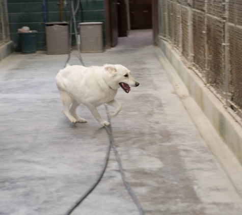 Brushbow Boarding Kennels - West Chicago, IL. MY VERY HAPPY DOG