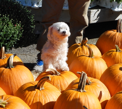 Michael's Garden Gate Nursery - Mount Kisco, NY