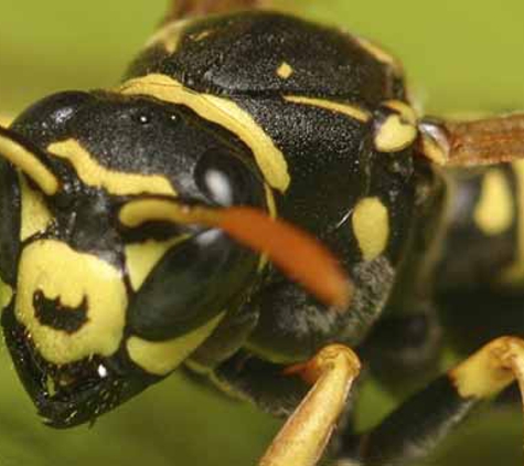 Advanced Pest Management - Riverina - Lake Albert, NSW