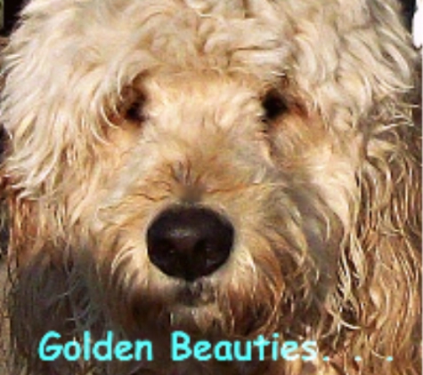 Golden Beauties Driven To Doodles, Llc