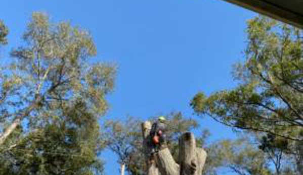 All Weather Tree Service - Mulberry, FL