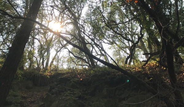 Redwood Regional Park - Oakland, CA