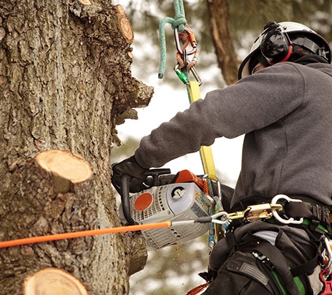 JP Tree Service - Lake Elsinore, CA