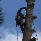 Yazmin Tree Service