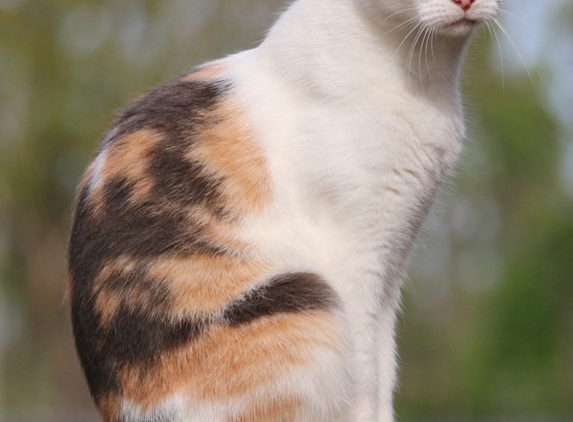 Western Suburbs Veterinary Clinic