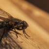 Custom Termite and Pest Control Inc gallery
