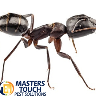 Masters Touch Pest Solutions - Downingtown, PA