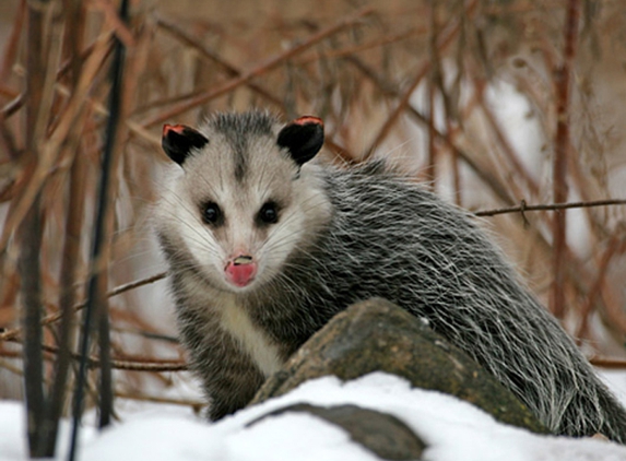 Groen's Wildlife Services - Lansing, IL