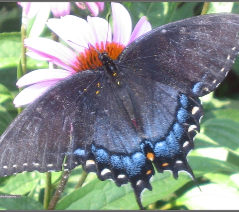 Garden Star - Fayetteville, AR