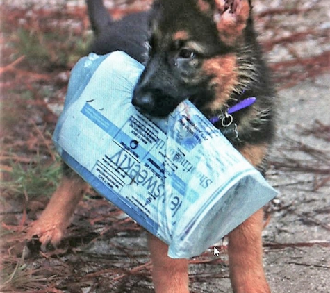 Florida German Shepherd Puppies - Orlando, FL