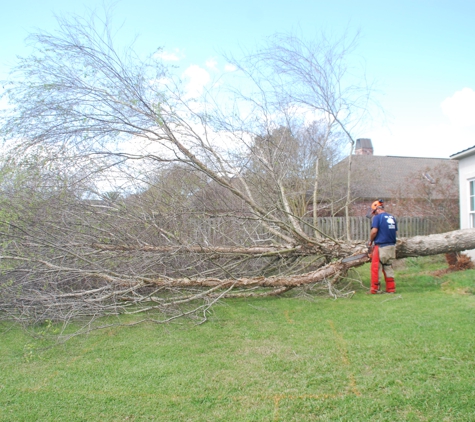 D's Tree & Stump Removal Mr - Baton Rouge, LA