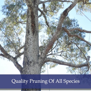 The Tree Doctor (Qld) Pty Ltd - Everton Hills, QLD. Quality Pruning Of All Species