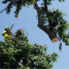 Mathias Precision Tree Service gallery