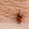 Accurate Pest Management gallery
