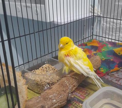 Bird Vet Melbourne - Burwood, VIC