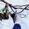 Dubois Tree Service gallery