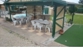 Lone Pine Motel Logo