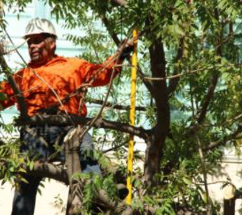 Rock's Tree & Hillside Service - Burbank, CA