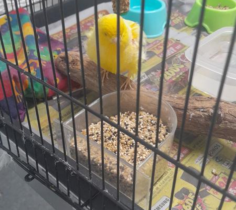 Bird Vet Melbourne - Burwood, VIC