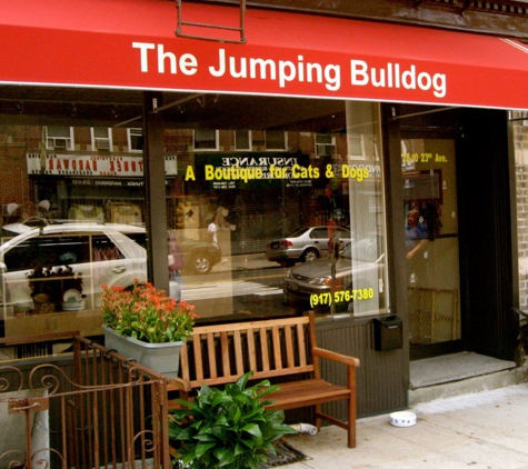 Jumping Bulldog - Astoria, NY