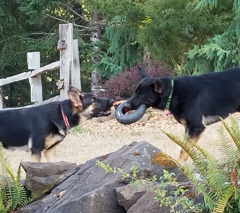 Canine Class Room Dog Training in Portland - Portland, OR. Heidi & Gracie - 7 months old!