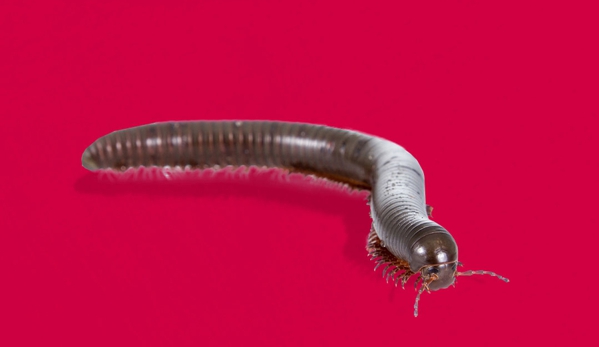Murray Pest Control - Magill, SA