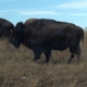 Neal Smith National Wildlife Refuge and Prairie Learning Center