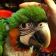 Green Parrot Superstore