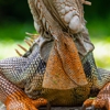 Kalamazoo Wildlife Removal gallery