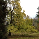 Taylor Memorial Arboretum - Arboretums