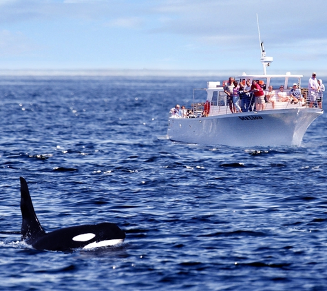 Seattle Orca Whale Watching - Seattle, WA