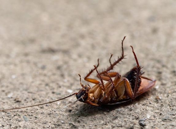 Eco Expert Pest Management