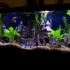 Totally Tanked Aquarium Services gallery
