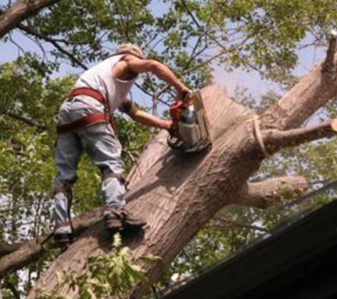 Kansas City Tree Services - Kansas City, MO