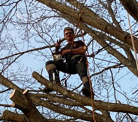 Thomas's Tree Services - Heiskell, TN