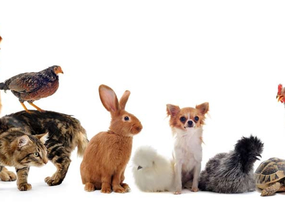 North Bundaberg Vet Surgery - Bundaberg North, QLD