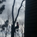 Fielding Tree Care - Tree Service