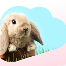 Rabbit Groomers - Pet Stores