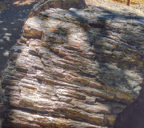 Petrified Forest - Calistoga, CA