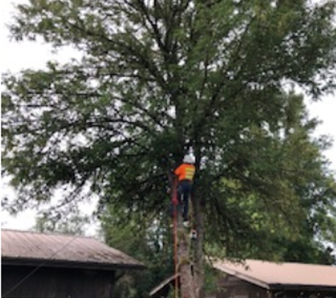 Luisiana Tree Services LLC - Shelton, WA